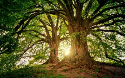 Let Us Be Like the Trees