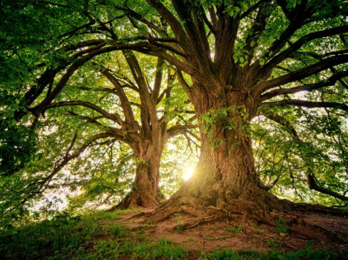 Let Us Be Like the Trees
