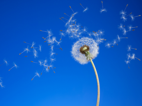 A Dandelion on the Seder Plate