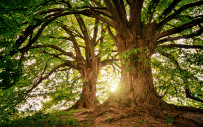 On Being a Tree: Tu BiShvat 5786